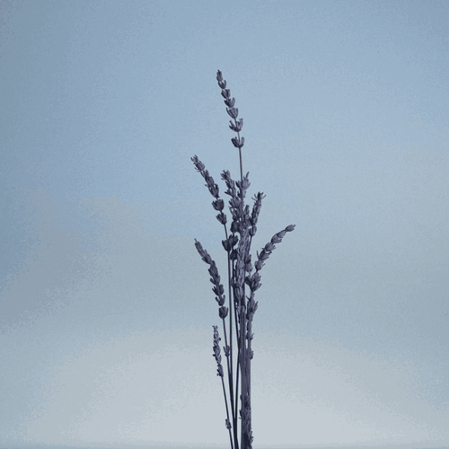 Pour Un Homme de CARON Le Matin - Vaporisateur Voyage