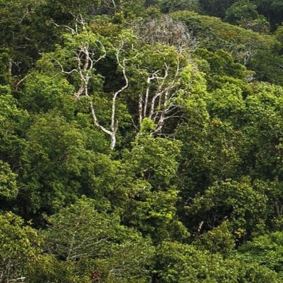 <p>Our partnership with Cœur de Forêt</p>