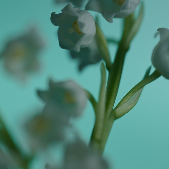 Lily of the valley, a silent flower